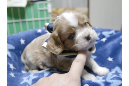 成約済の埼玉県のキャバリアキングチャールズスパニエル-53400の4枚目